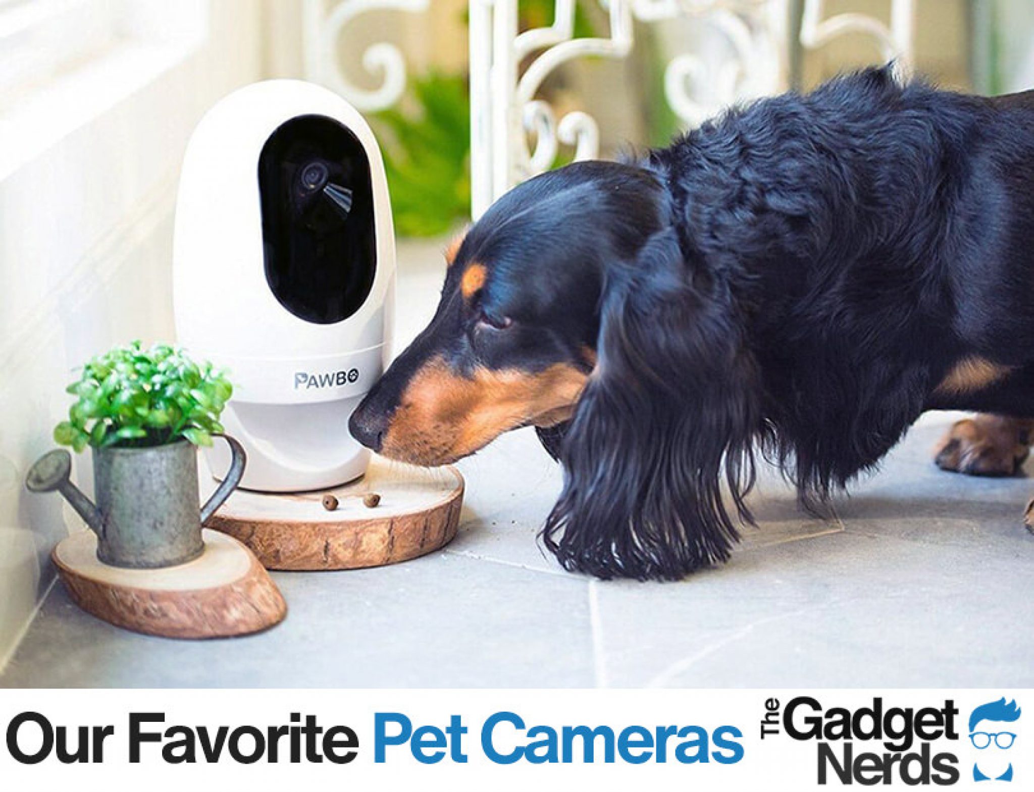 Pet Cameras of the Year Top 5 Pet Cameras Reviewed