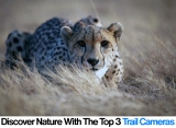 Top 3 Trail Cameras of 2024 – Professional Cameras for Wildlife Photographers & Nature Watchers